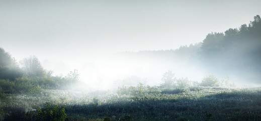 室内十大好养的绿植